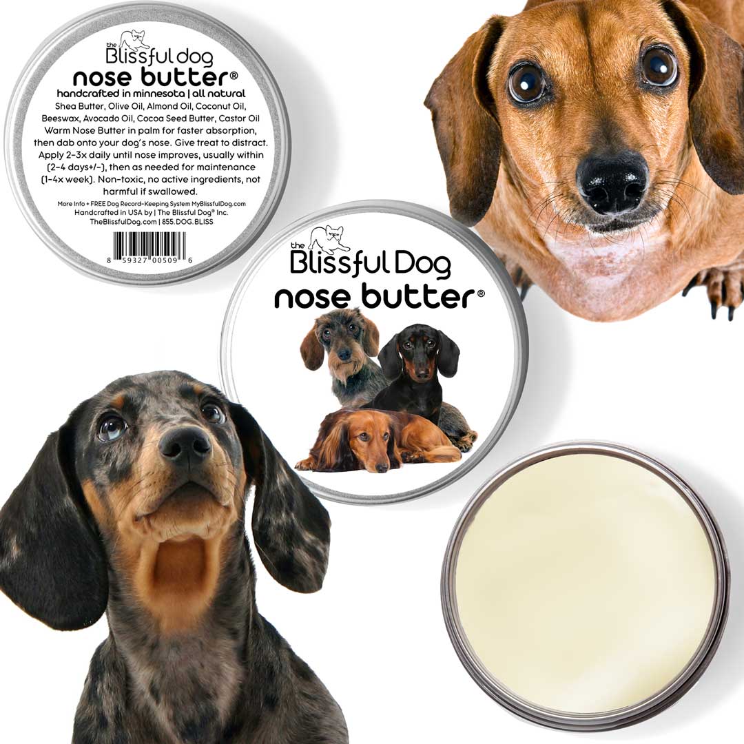 dachshund nose is dry